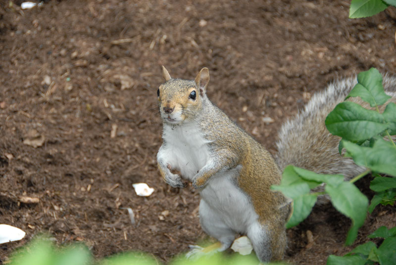 Squirrel in Boston Public Gardens